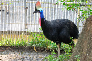 Southern cassowary “Casuarius casuarius” also known as Australian cassowary or two-wattled cassowary
