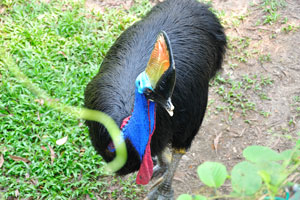 Southern Cassowary lives in the tropical rainforests of New Guinea and North-east Australia