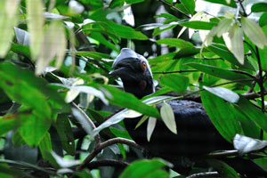 Black hornbill “Anthracoceros malayanus”