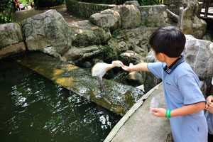 Small boy feeds egret from his hand