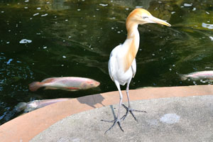Small egret with light brown neck