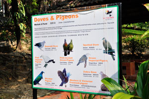 Information board about doves and pigeons