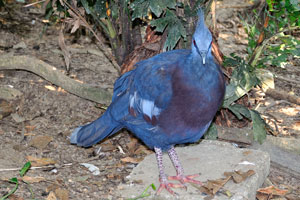 You might get a glimpse of the crowned pigeon, the largest pigeon species in the world