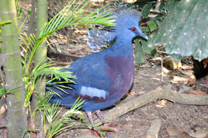 Victoria crowned pigeon “Goura victoria”