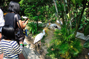 Tourist woman tries to get a better photograph of the Milky stork