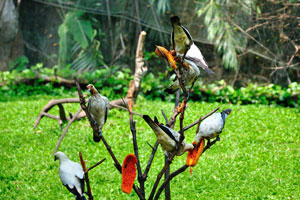 Papaya pieces serve as a food for these birds