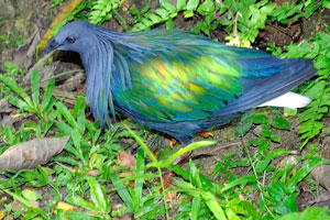 Blue bird has the yellow-green wings and looks like a pigeon