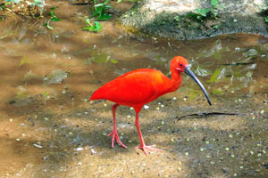 Scarlet ibis “Eudocimus ruber”