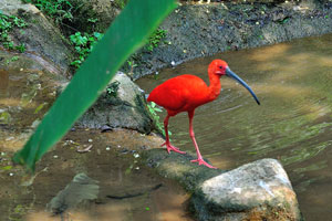 Scarlet ibis is one of the many stunning bird species in the park