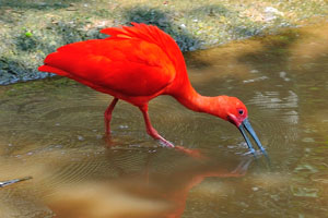 Scarlet ibis tries to find something in the water