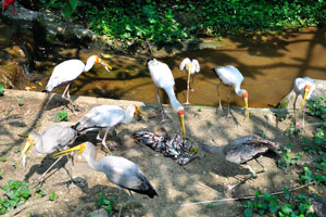 A lot of fresh fish have been put here for the Milky storks