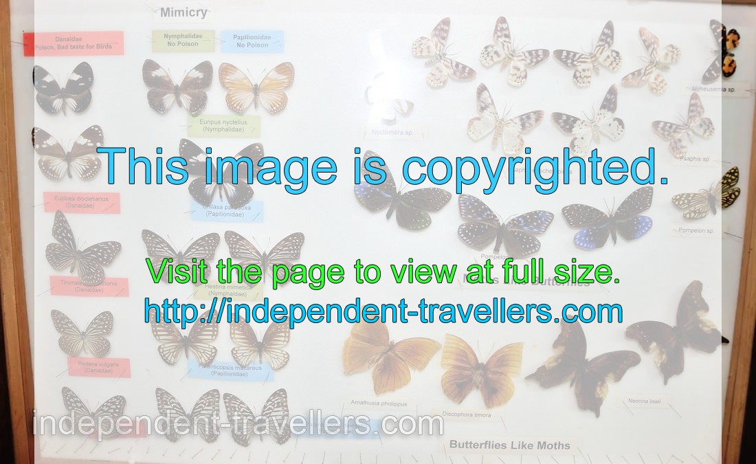 Moths like butterflies: Milkweed butterflies and Swallowtail butterflies