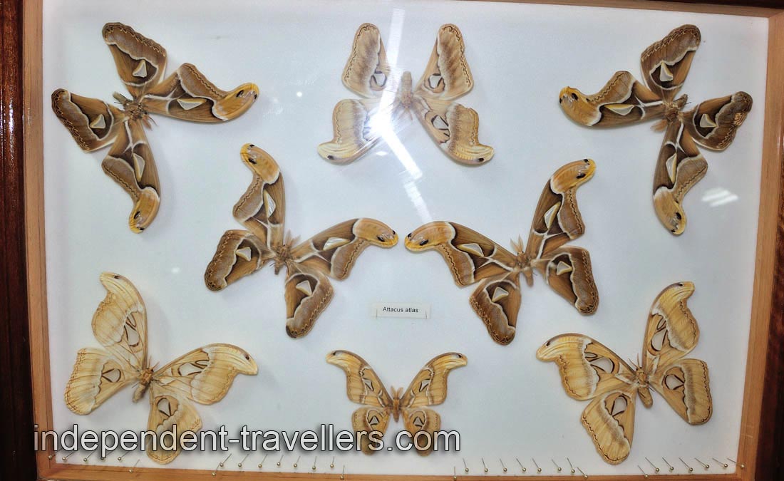 Attacus atlas species
