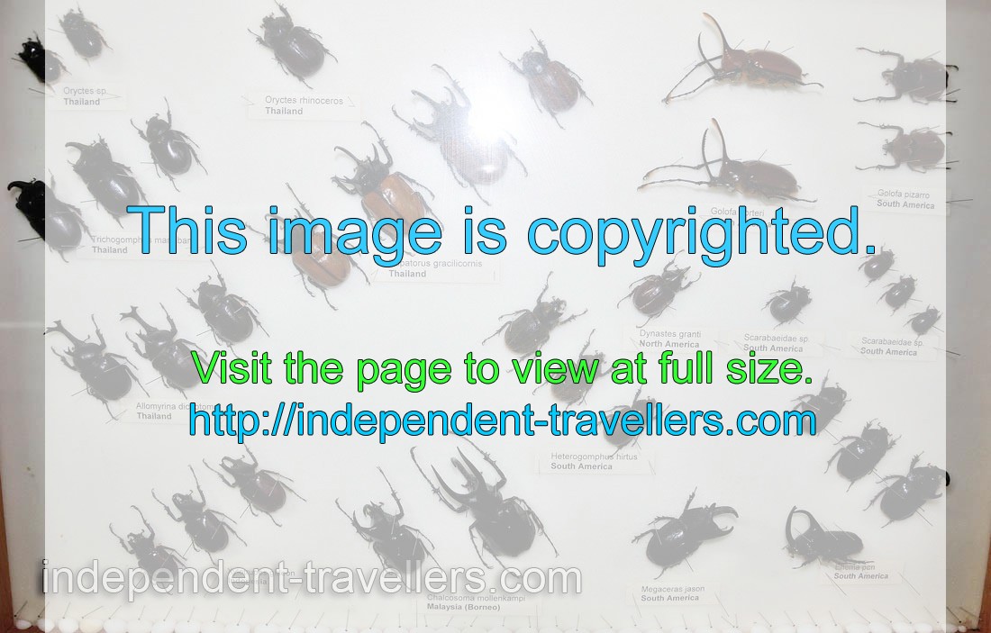 Asiatic rhinoceros beetle or coconut rhinoceros beetle “Oryctes rhinoceros” and Trichogomphus martabani