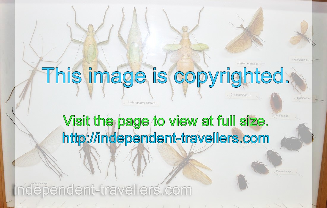 Blattidae cockroaches, Panesthia and Gryllotalpidae “Mole cricket” species