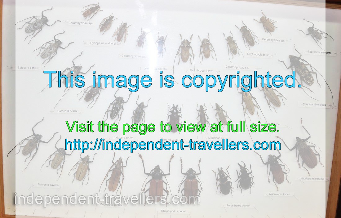 Beetles: Megopis gigantea, Rhaphipodus hopei and Porystheres walkeri