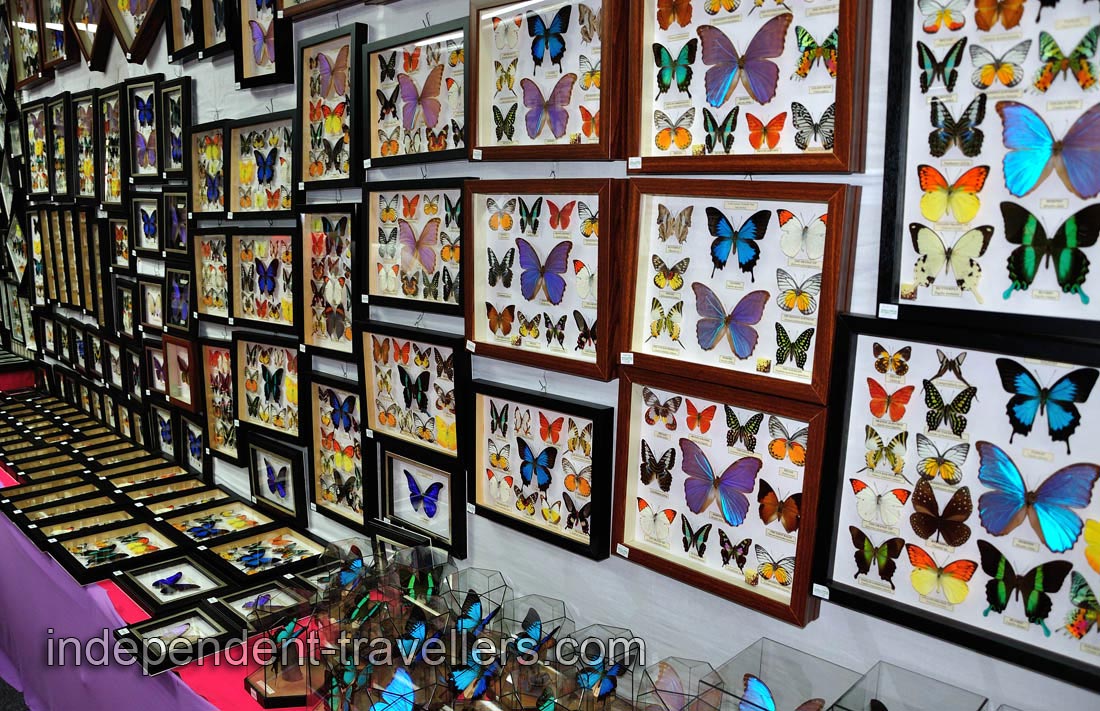 You can buy framed dried butterflies in the souvenir shop