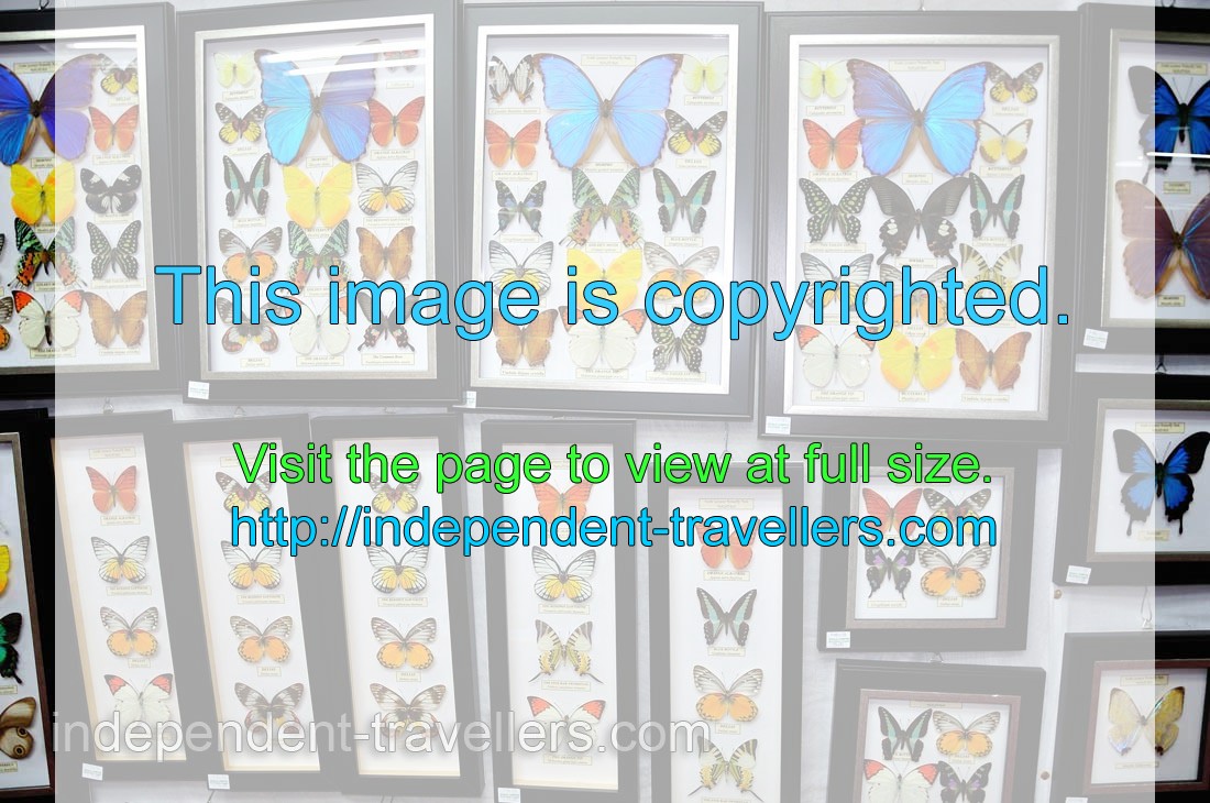 Sale of framed colourful butterflies in the souvenir shop