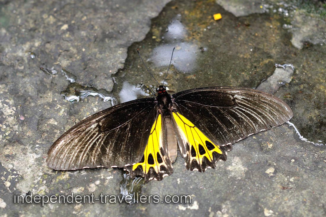 Golden Birdwing &ldquo;Troides aeacus&rdquo; is a large butterfly belonging to the Swallowtail &ldquo;Papilionidae family&rdquo;