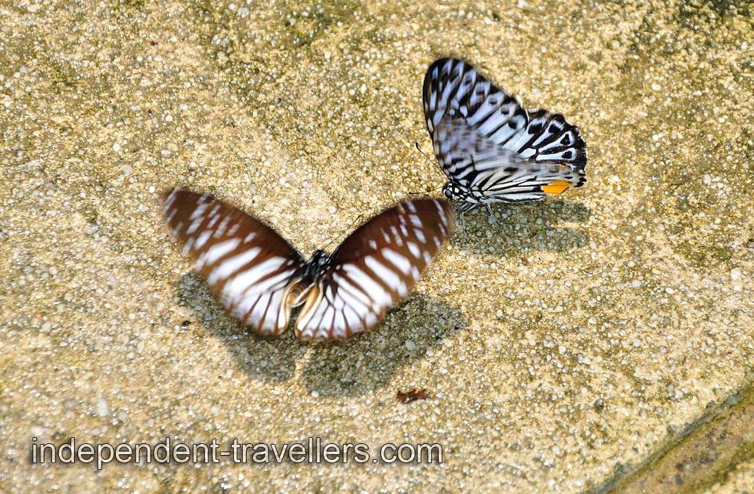 Butterflies are the key indicators of environmental health, so they can save us from ecological disaster