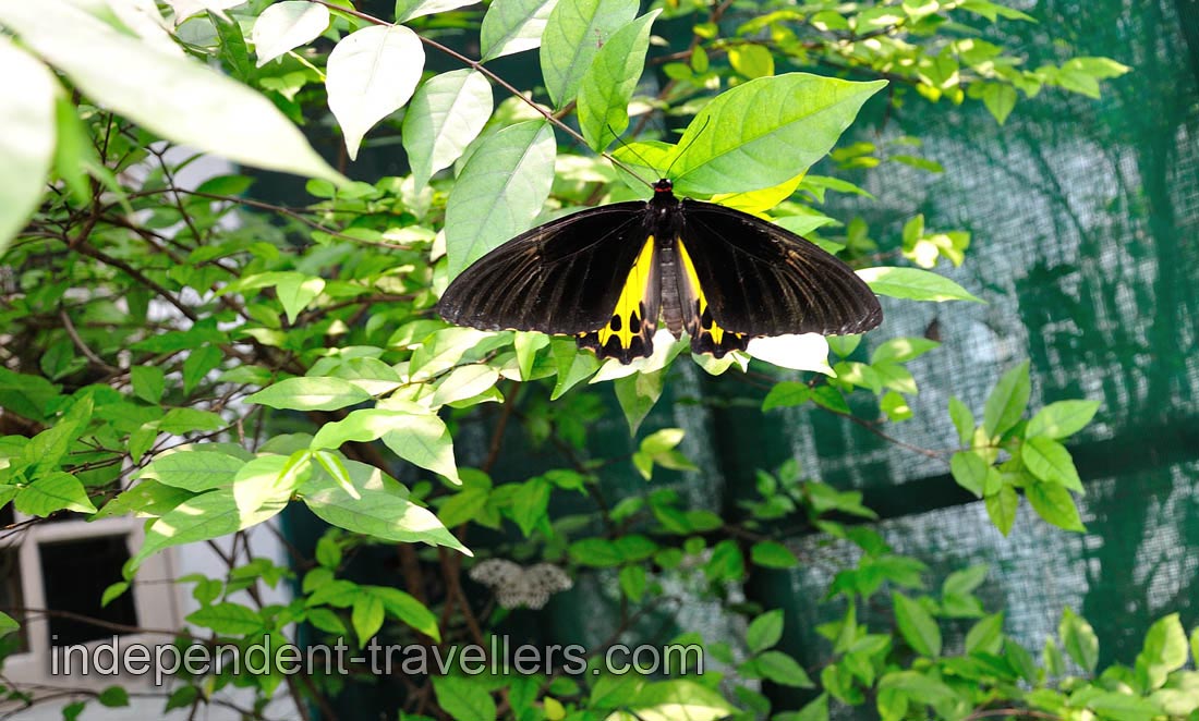Golden Birdwing &ldquo;Troides aeacus&rdquo;