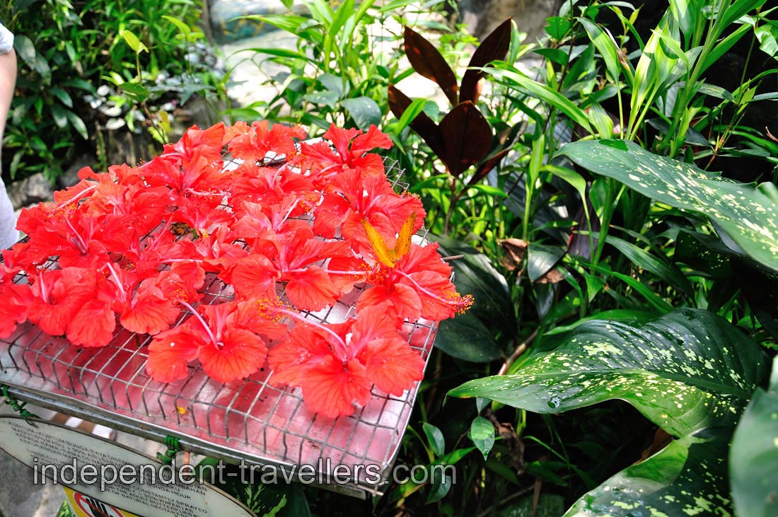 Red hibiscus flowers had been put here for the butterflies