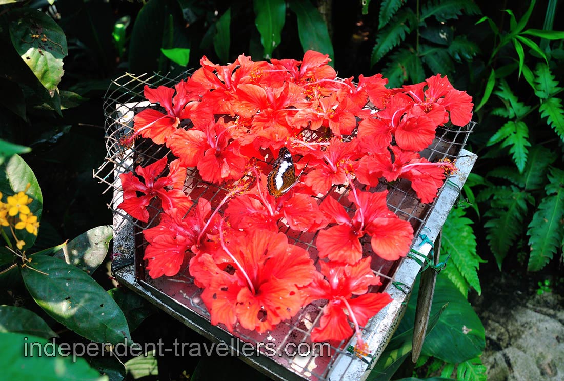 Employees spray red hibiscus flowers with a solution made of 90% water and 10% honey