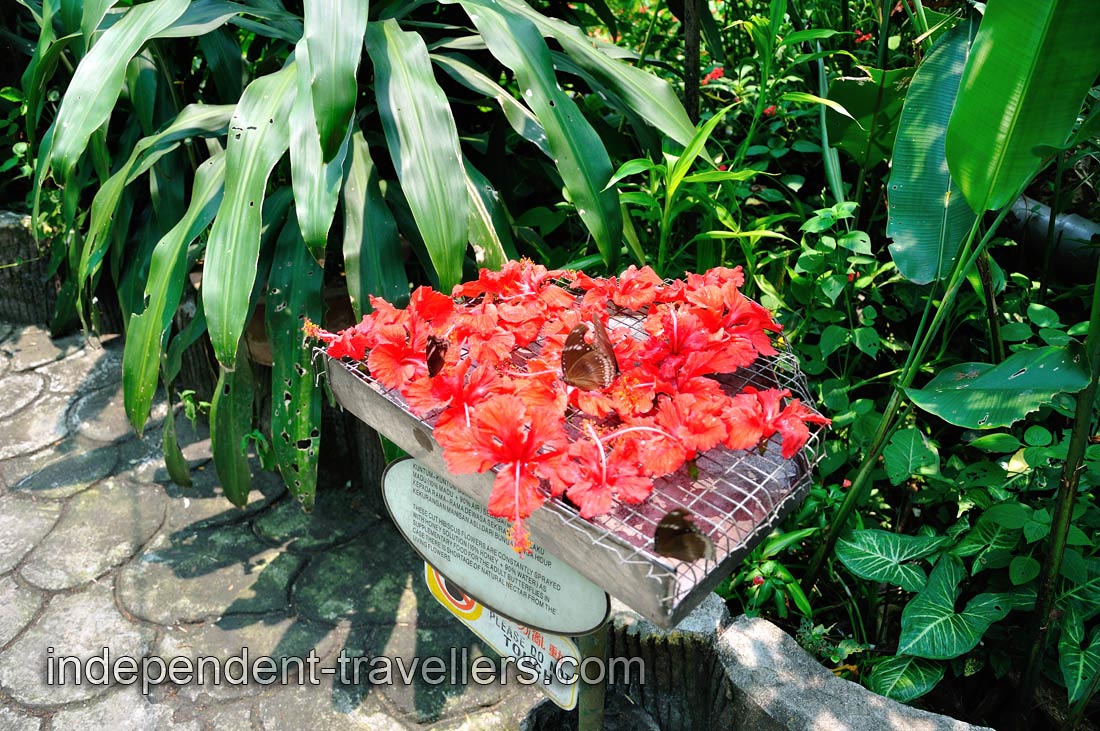 Butterflies land on these honeyed hibiscus flowers and feed on them