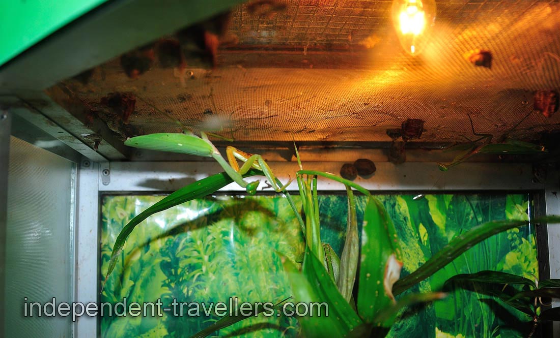 It was hard to find some of the insects in their own terrarium because they were well-camouflaged