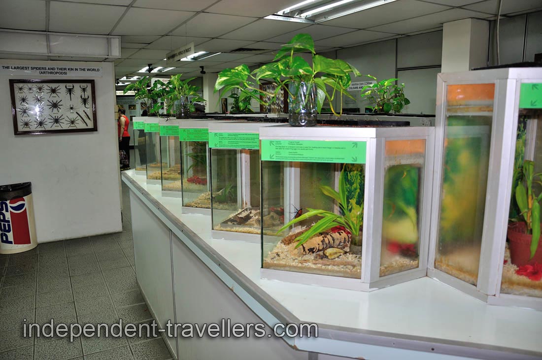 Rich diversity of insects