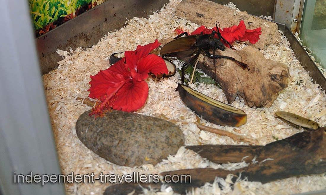 Huge and awesome live beetle