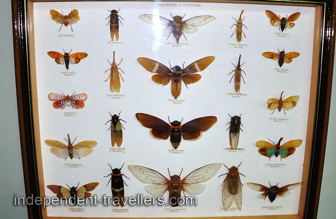 Zanna terminalis, Fulgora candelaria and Gaeana festiva