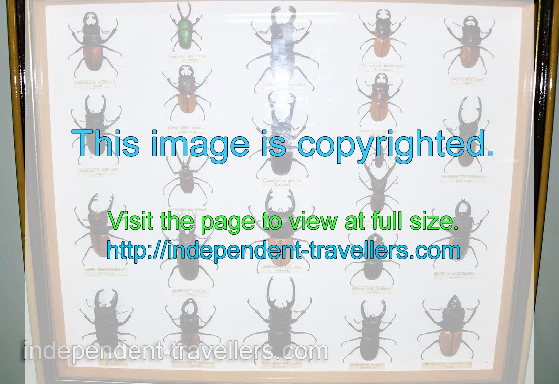 Odontolabis, Chiasognathus and Cyclommatus beetles