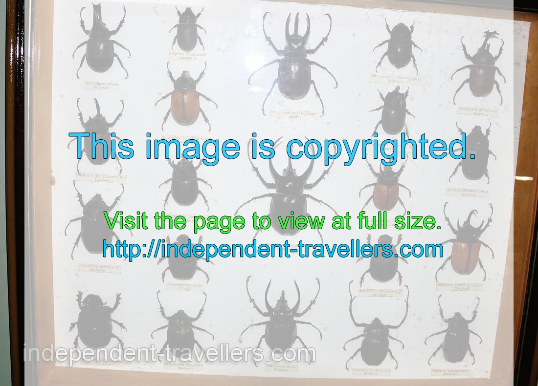 Xylotrupes gideon, Eupatorus gracilicornis and Chalcosoma caucasus beetles