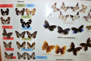 Moths like butterflies: Milkweed butterflies and Swallowtail butterflies