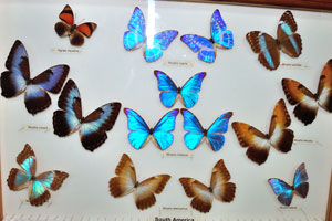 Morpho butterflies