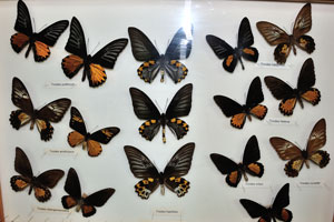 Troides butterflies from South East Asia