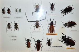 Cerambycidae species and Harlequin beetle “Acrocinus longimanus”