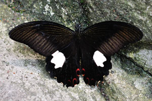 Common Rose “Pachliopta aristolochiae” is a swallowtail butterfly