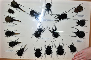 Sizes of the Megasoma beetles can be compared here with the palm of my 14 years old son