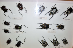 Goliath beetles: Goliathus regius, Goliathus goliatus and Goliathus kolbei