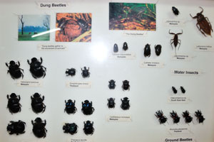 Dung beetles, Ground beetles and water insects