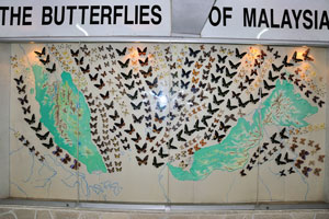 Museum's panorama “The butterflies of Malaysia”