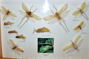 Macrolyristes corporalis and other Tettigoniidae species