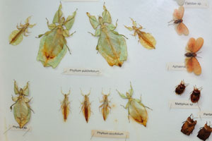 Leaf insects: Phyllium pulchrifolium and Phyllium siccifolium