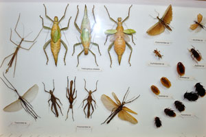 Blattidae cockroaches, Panesthia and Gryllotalpidae “Mole cricket” species