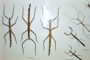 Prisomeridae species “Stick bugs”