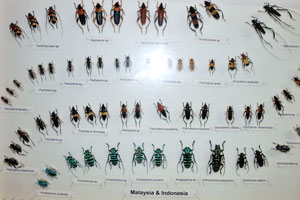 Malaysian and Indonesian beetles of Pachyteria and Anoplophora species