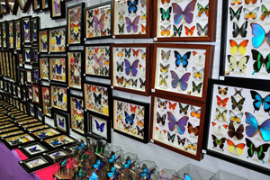 You can buy framed dried butterflies in the souvenir shop