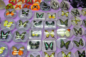 Souvenirs with butterflies and scorpions inside